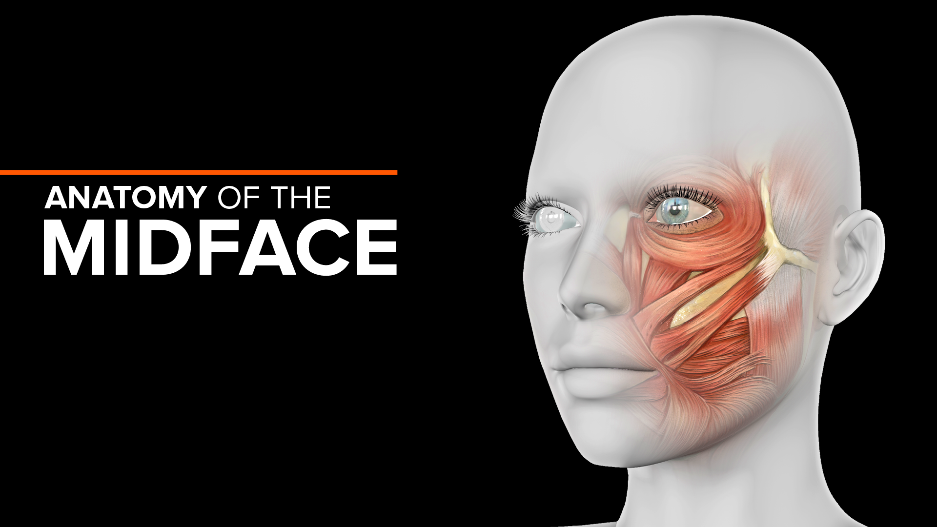 Anatomy of the midface | Merz Medical Forum